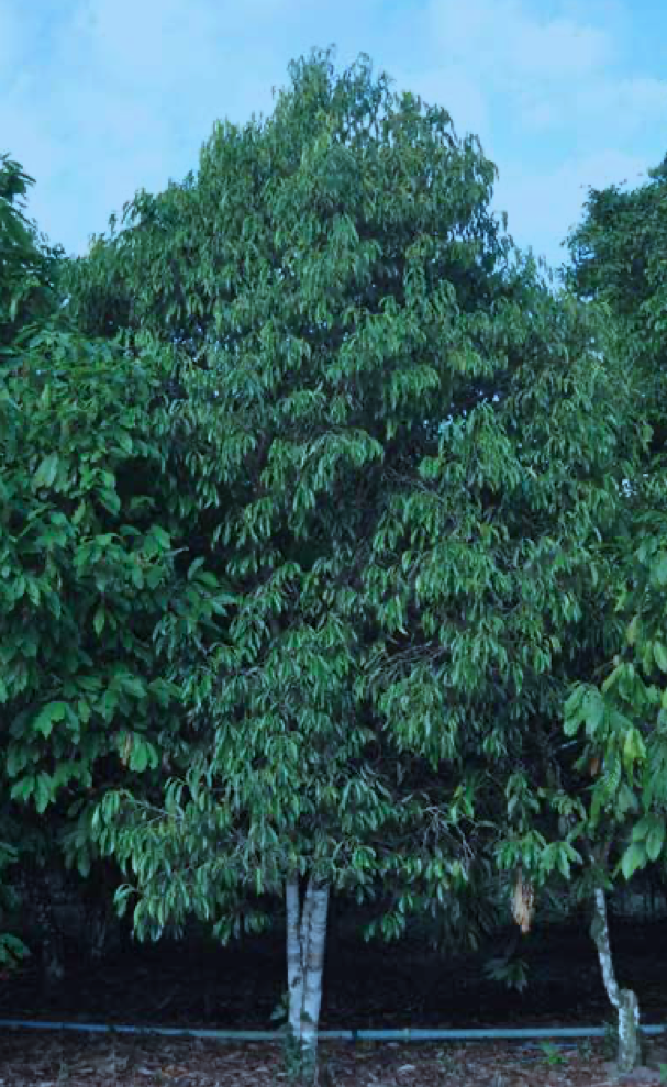 Pixuri Tree 